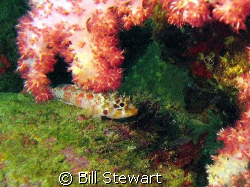 I believe this must be some type of juvenile scorpionfish... by Bill Stewart 